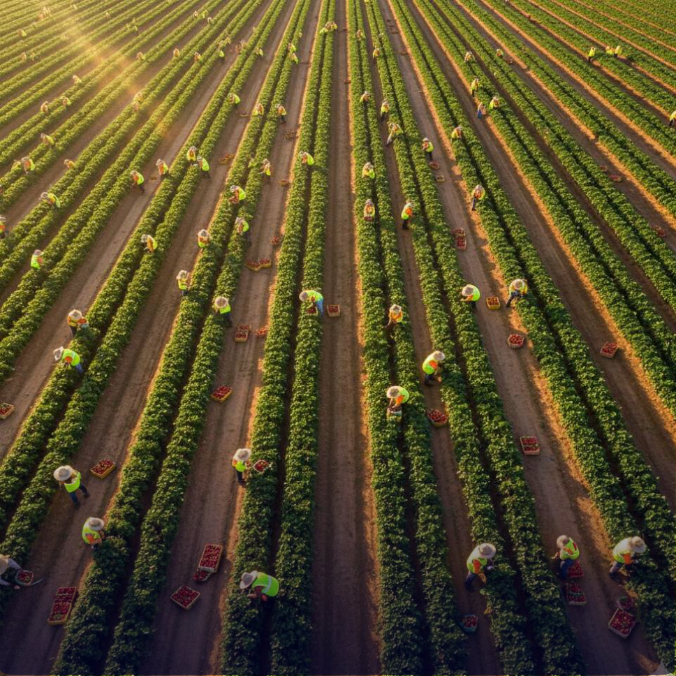 Fruit pickers work in a field